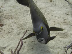 French Angelfish taken with a Canon SD700 digital elph wi... by Sheryl Checkman 